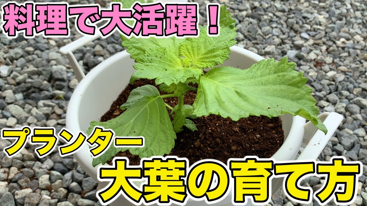 料理で大活躍 シソの育て方 家庭菜園向けプランターでの大葉栽培方法 Youtube