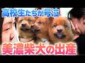 【祈りよ届け】全国300匹の絶滅寸前「美濃柴犬」が命がけの出産!高校生が涙で見守った奇跡