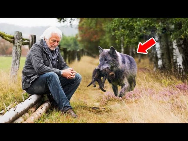 The She Wolf Gave Her Baby To This Old Man Then He Does Something Wonderful