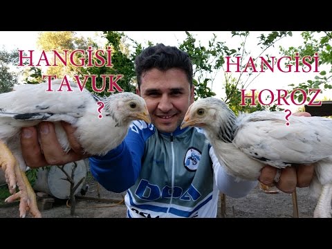 Civciv Cinsiyeti Nasıl Anlaşılır - Hangisi Tavuk Hangisi Horoz