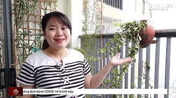 Phóng Sự về sự an toàn tại Logia chung cư: Lưới An Toàn| NỘI THẤT SKYLIGHT