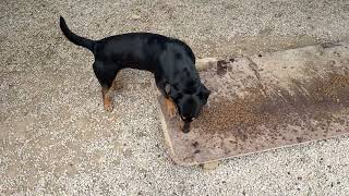 Look How Much Better They Look Some Time After Rescue - Takis Shelter