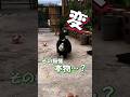 本当にいるの？こんな猫の模様見たことない！ #海外 #動物 #funnyanimals