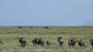 wildebeest run in line, playful at times