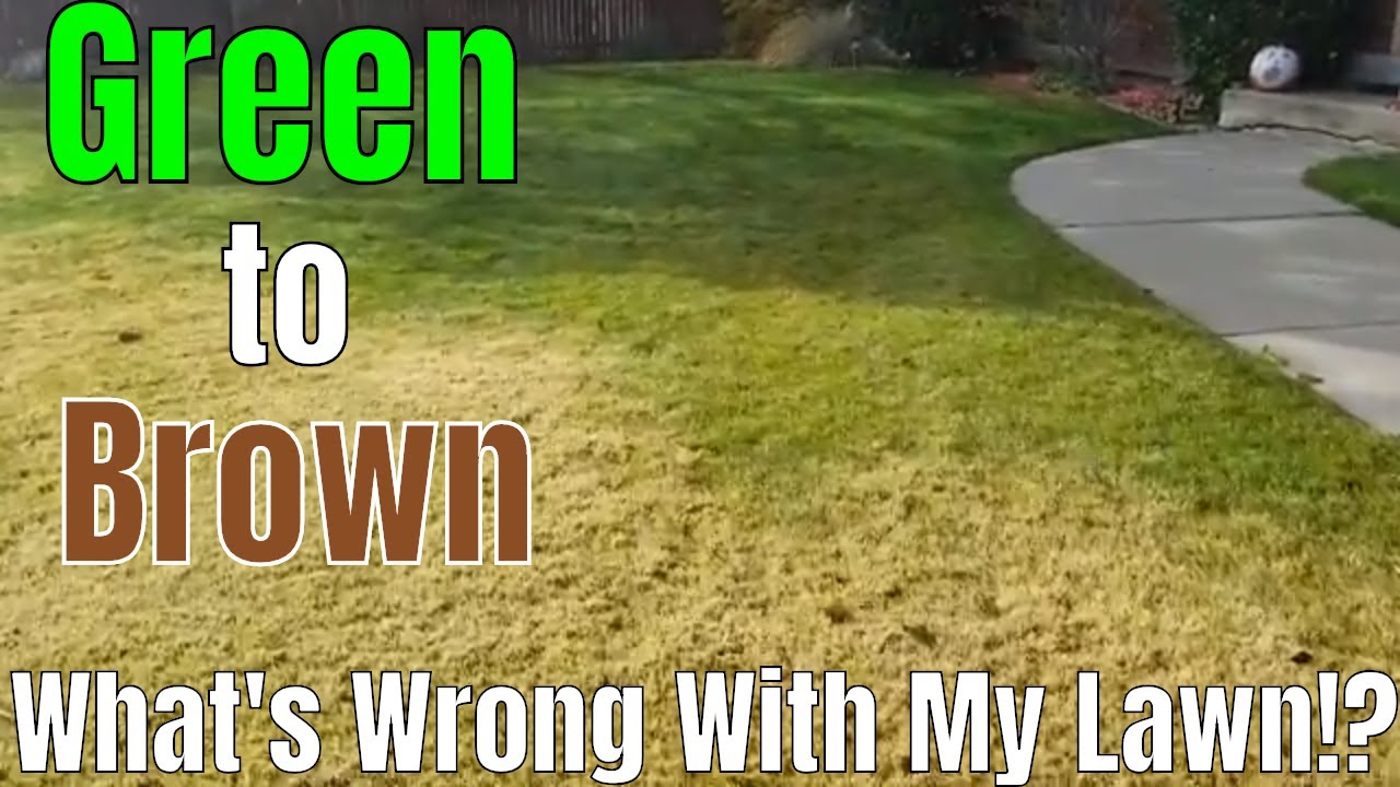 Diy How To Fix Ugly Lawn Whats Wrong Matted Grass Dead Dormant