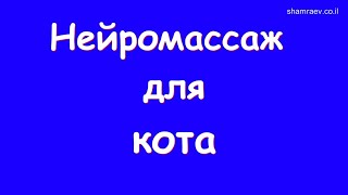 Нейромассаж для кота (2025)