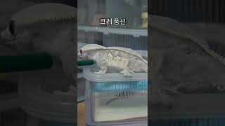 크레풍선?