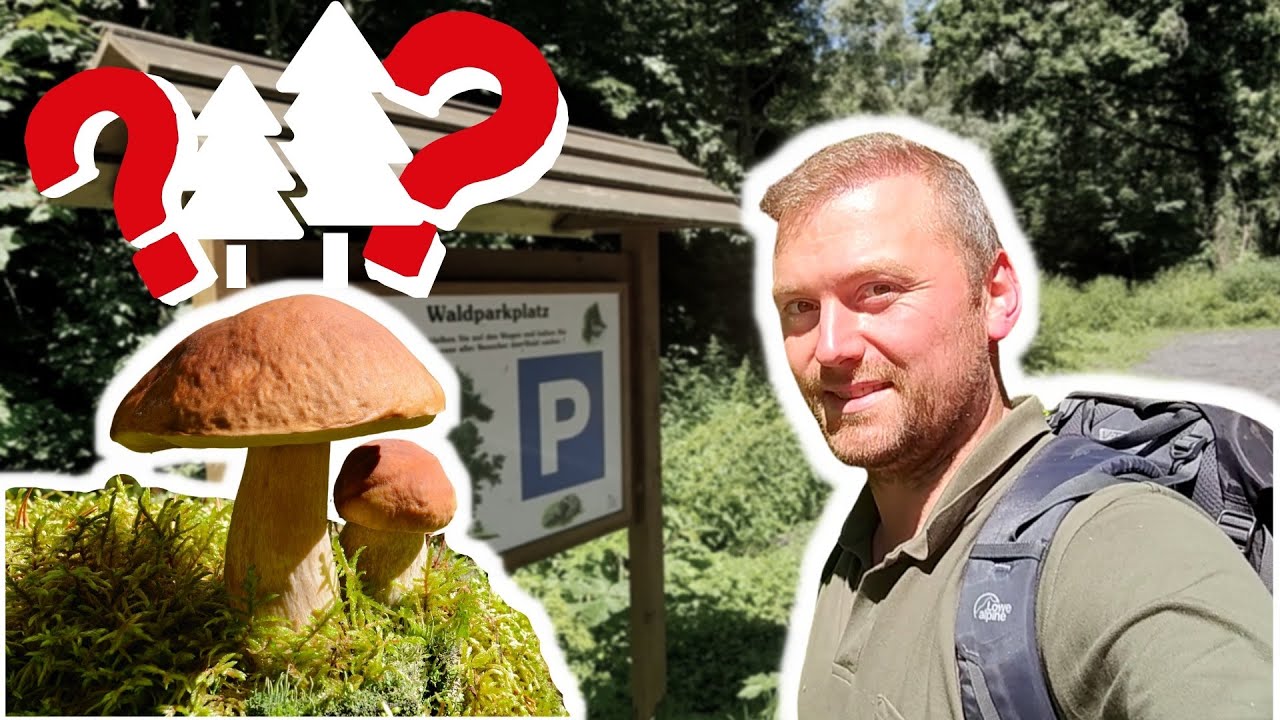 Gibt's schon Steinpilze im Nadelwald? Wie schaut es aus mit