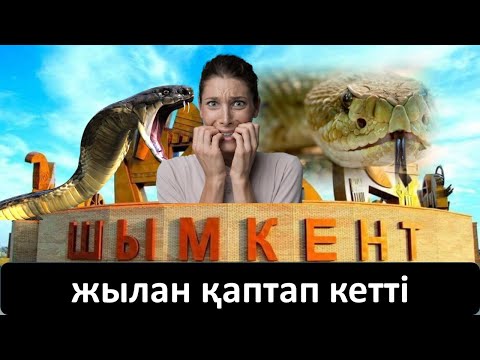 Бейне: Егеуқұйрық жылан улы ма?