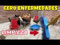 Por esto es importante hacer limpieza cuando cras gallinas