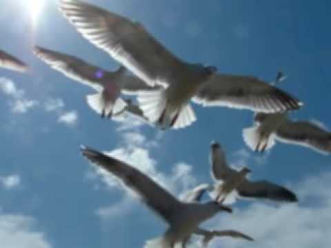 Βίντεο: Ποια πουλιά πετούν το γρηγορότερο