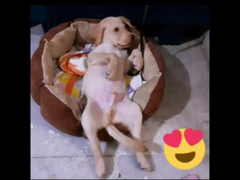 Labrador with blue eyes 👀💙 #labrador #shorts #puppy #dogs #funny #youtube #mithu