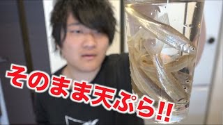 カワイイ魚！！元気なモロコをそのまま天ぷらにして食べよう！！