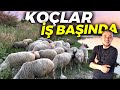 KOÇLARI KOYUNLARA SALDIK | KÖPEKLER SANSAR BOĞMUŞ