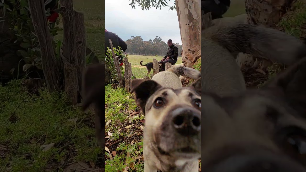 Gem Adoption Dog | Brooklyn Racing to the Camera | Gem Project Sanctuary Diaries