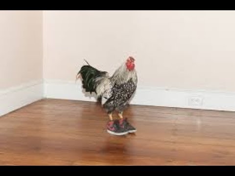 Best funny Videos With the Chicken (chicken wearing shoes) - YouTube