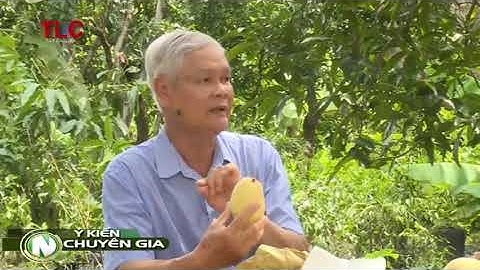 Cách bón phân cho xoài để tăng năng suất trái