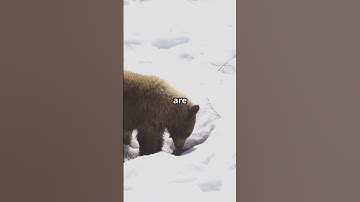 Can Humans Hibernate for Space #space #human #shorts