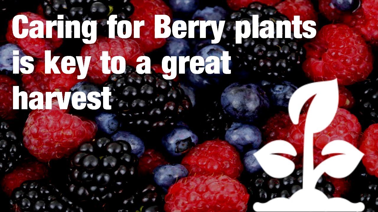 Caring for Berry plants is key to a great harvest YouTube