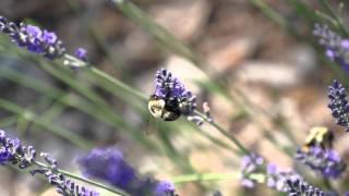 Honey Bee Pollinating Lavender Flowers