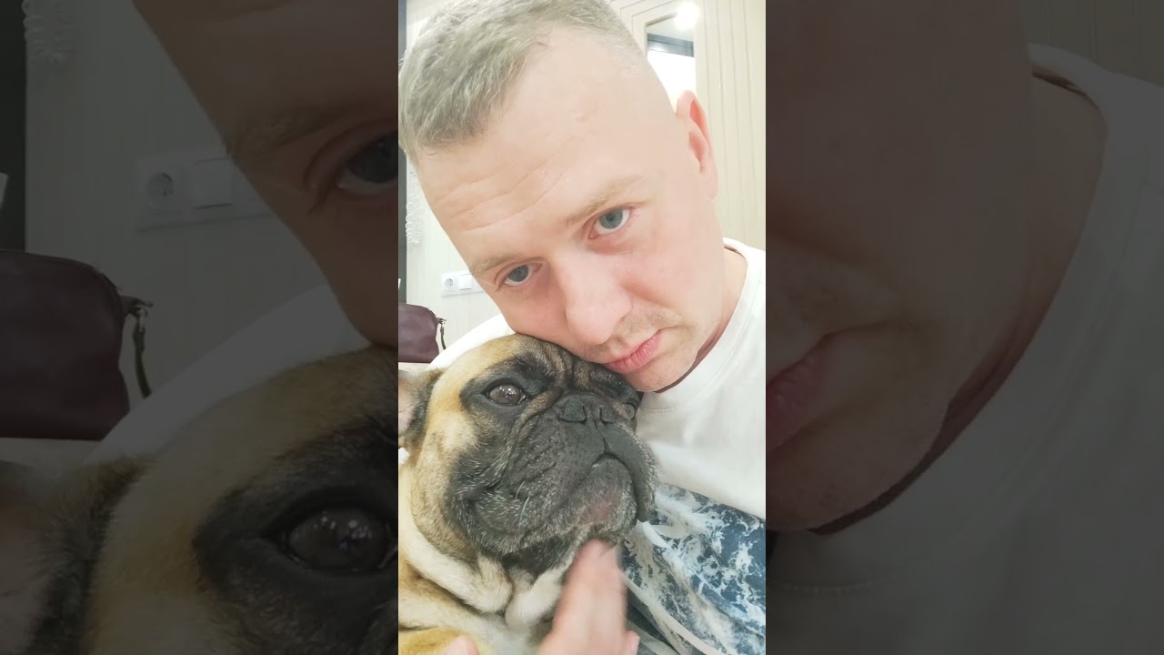 #французскийбульдог