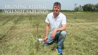 WalnutsBulgaria  Proper pruning of 1yearold walnut trees