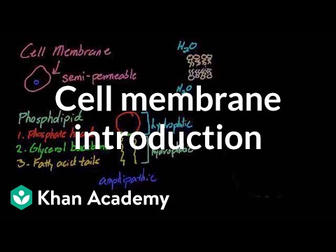 Cell membrane introduction | Cells | MCAT | Khan Academy
