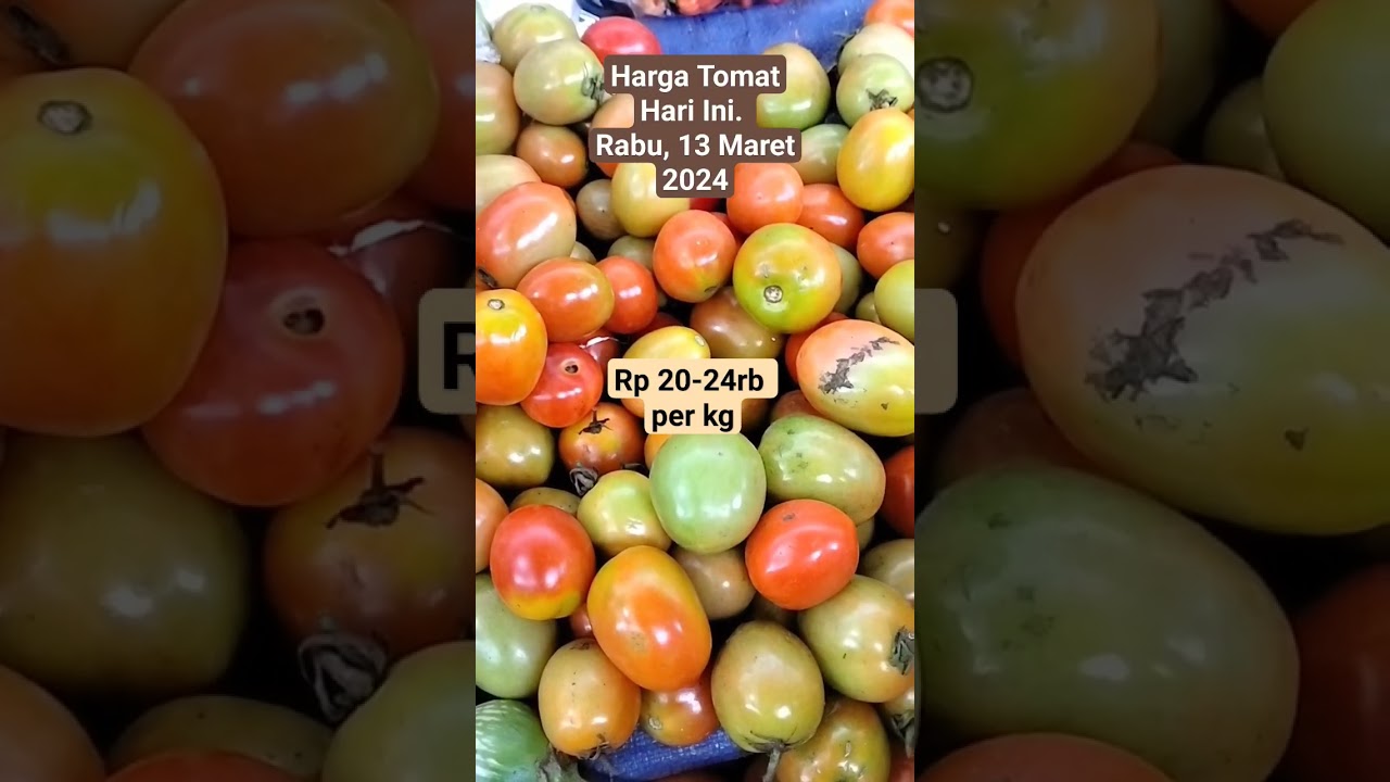 Harga Tomat Hari Ini 