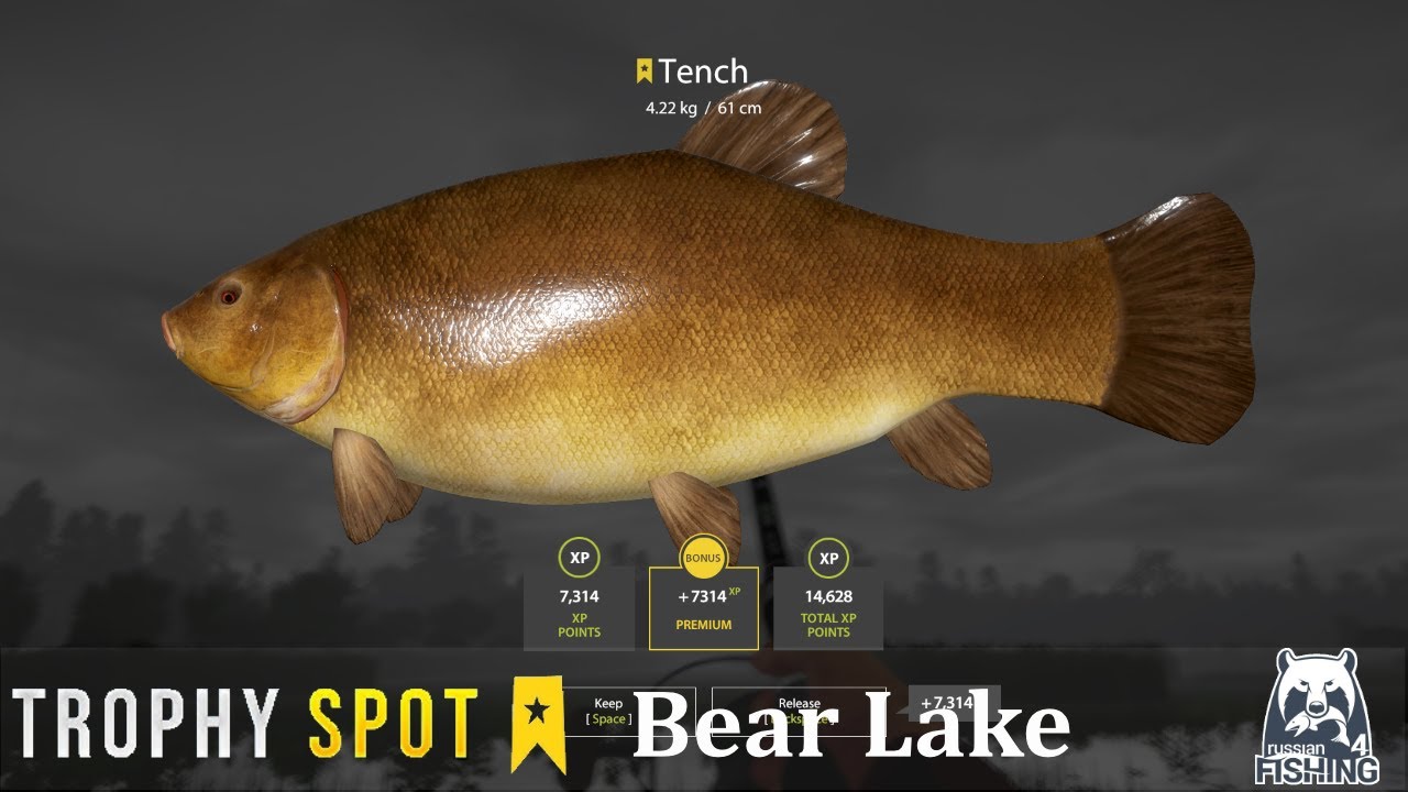 Russian Fishing 4 | Bear Lake trophy Tench spot