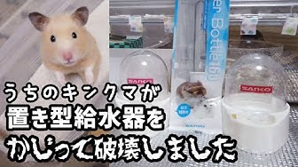 かじる Youtube