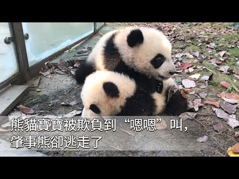 《熊貓早晚安》熊貓寶寶被欺負到“嗯嗯”叫，肇事熊卻逃走了 | iPanda