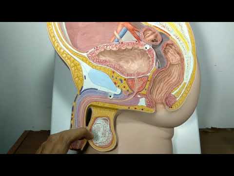 Video: Gambar Genitalia Pria, Anatomi & Diagram - Peta Tubuh