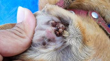 Dog Ticks Remove - Easy And Fast Way To Remove All Ticks From Poor Dog - Save Poor Dog EP 77