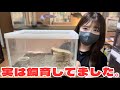 実は飼育していた生き物を紹介します...！ ⚠︎︎捕食シーンが含まれる為閲覧注意