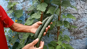 Qual a diferença do pepino japonês?