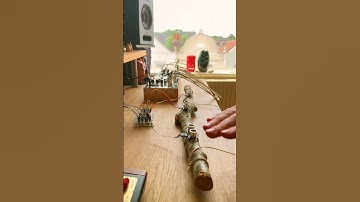 Sensory branch 🤲🦥🪾