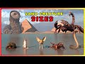 How BIG Are DESERT Animals рџђЄ Real Vs Movie Sand Creature Size Comparison 3D How BIG Are DESERT Animals рџђЄ Real Vs Movie Sand Creature Size Comparison 3D