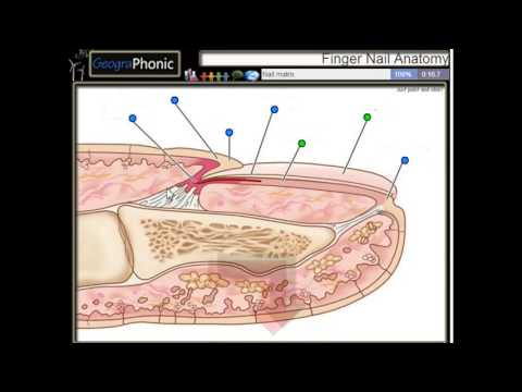 Видео: Матрица ногтей: анатомия, функции, травмы и расстройства