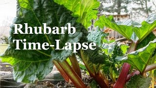 A fun video of what rhubarb plant does in 2 weeks. it is really
interesting about half way through the to watch happens when we have
frost. st...