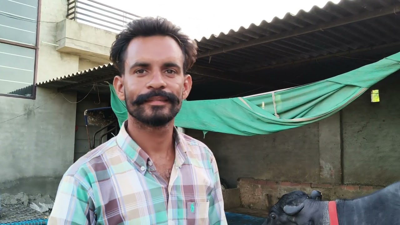 16 ਲੀਟਰ ਦੁੱਧ ਤਿਆਰ ਤੀਜੇ ਸੂਏ ਸੱਜਰ ਮੱਝ ਵਿਕਾਊ 70093-23919