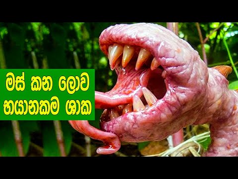 සත්තුන්ගෙ මස් කන ලොව භයානකම ශාක 6 මෙන්න. | 6 Plants That Eat Animals