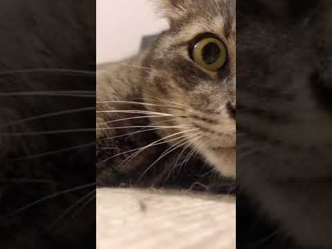 Video: De unde vin tabbies?