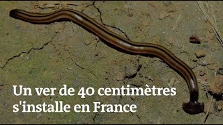 Un ver de terre de 40 centimètres pourrait menacer l'écosystème français