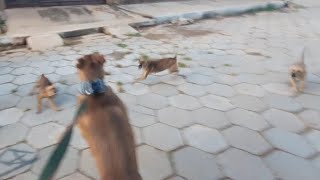 Aparelho Afasta Cães Gatos Cachorros Wbk Sem Veneno Jardim