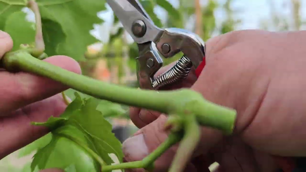 Zöld hajtások gyökereztetèse egyenesen ki+bajusz kell vagy nem