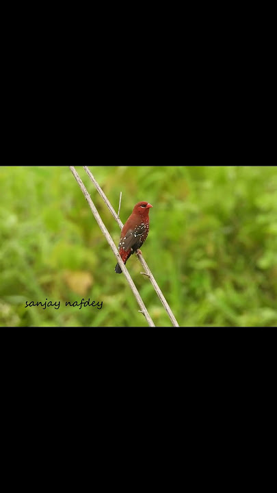 Calls of Red Munia & a nice background