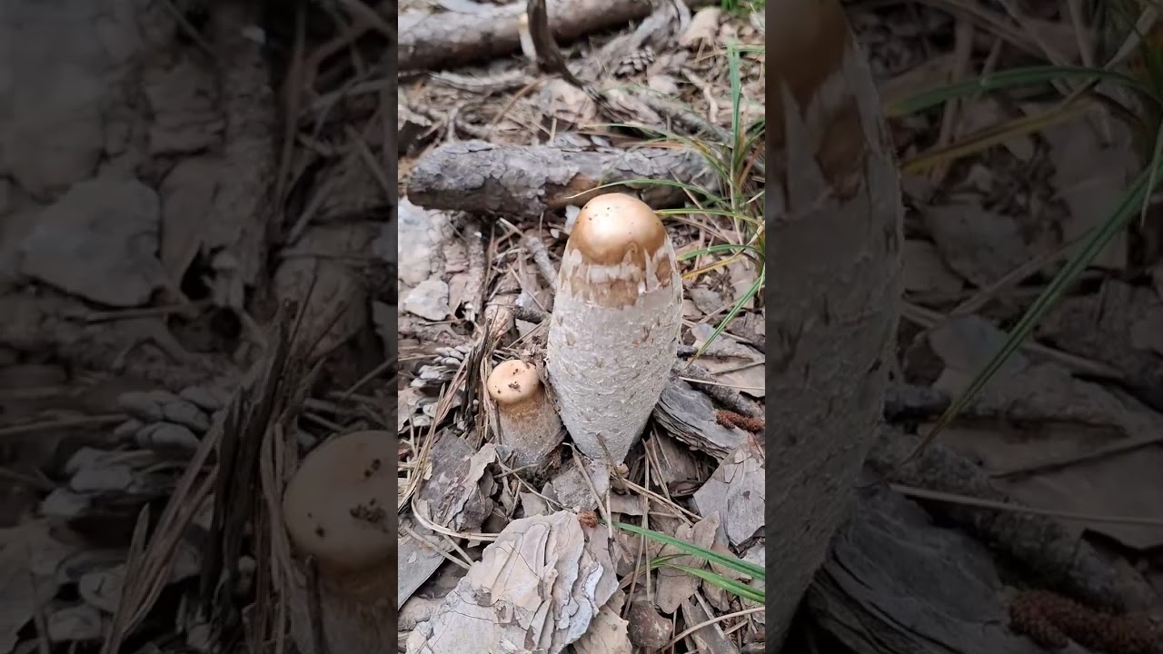 Doğa Yürüyüşümüz Dev Mantarlar bulduk!