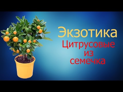 Экзотика. Цитрусовые из семечка. Как заставить цвести!!!