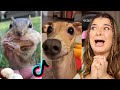 ANIMAIS FOFOS E ENGRAÇADOS DO TIK TOK!