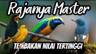 Download Lagu MASTERAN SPESIAL AUDIO JERNIH SEGALA JENIS BURUNG || JENGGOT CUNGKOK KAPAS TEMBAK MP3 Download Lagu MASTERAN SPESIAL AUDIO JERNIH SEGALA JENIS BURUNG || JENGGOT CUNGKOK KAPAS TEMBAK MP3